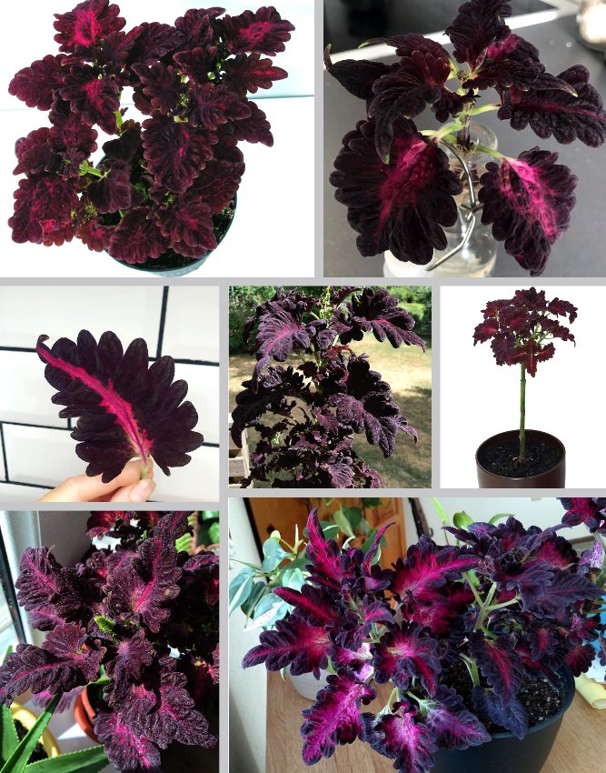 Dramatic Coleus Black Dragon Solenostemon Scutellarioides 25 Seeds