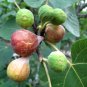 Cuttings! Fruiting Fig Assortment Ficus carica - 6 Unrooted Cuttings