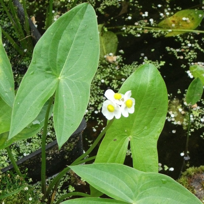 arrowhead plant seedling