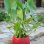 Aquatic Broad Leaved Arrowhead Wapato Duck Potato Sagittaria latifolia - 200 Seeds