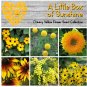 A Little Box of Sunshine Yellow Flower Seed Collection - 6 Varieties