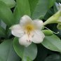 Unusual Rare Perfume Flower Bush Fagraea Ceilanica - 25 Seeds