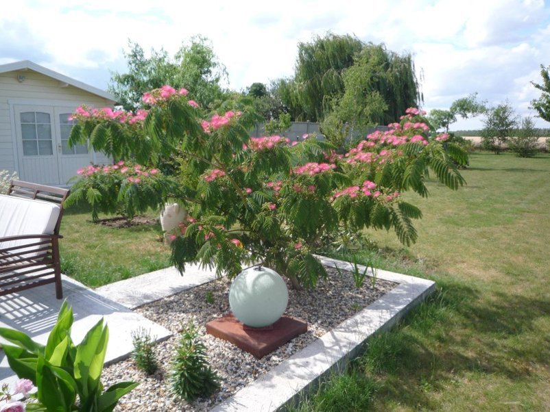 Pink Southern Mimosa Silk Tree Albizia Julibrissin 15 Seeds