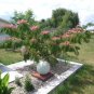 Pink Southern Mimosa Silk Tree Albizia julibrissin - 15 Seeds