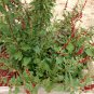 Unique Strawberry Goosefoot Blitum capitatum - 80 Seeds