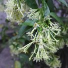 Fragrant Night-Blooming White Jasmine Cestrum nocturnum - 15 Seeds