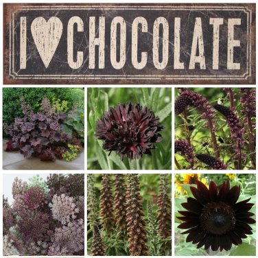 Unique Chocolate Flower Garden Seed Collection 6 Varieties