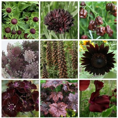 Unique Chocolate Shades Monochromatic Garden Flower Seed Collection - 9 Varieties
