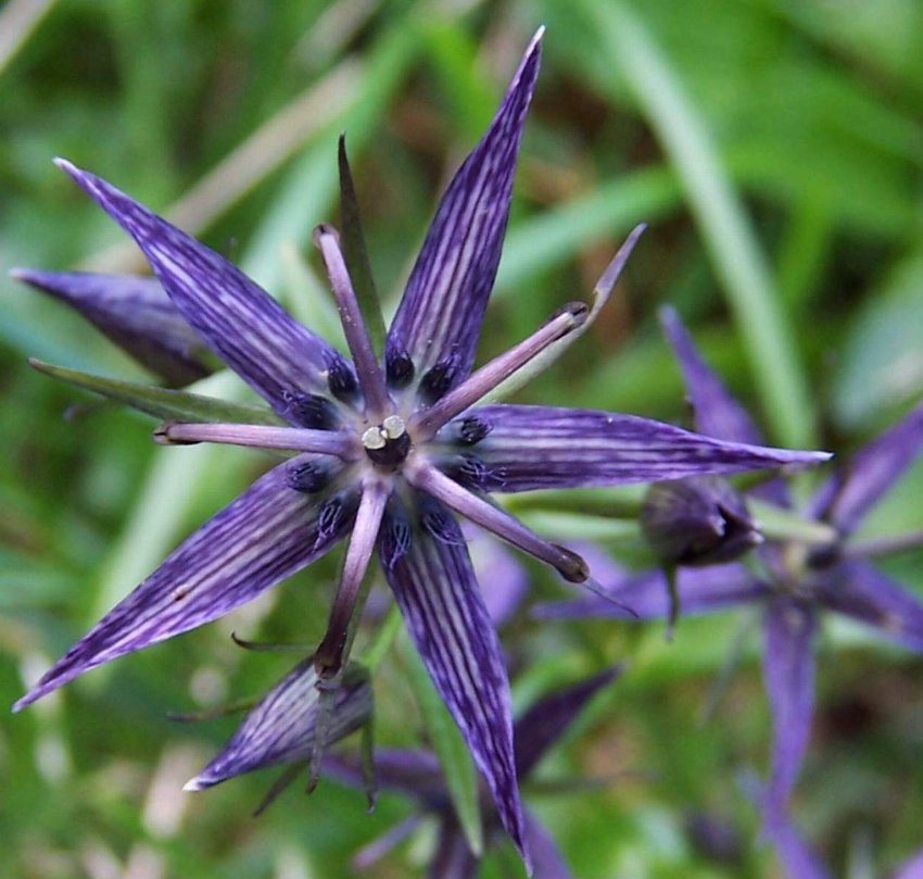 Rare Hardy Marsh Felwort Swertia perennis - 15 Seeds