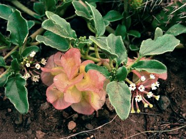 Smallflower Sandverbena Tripterocalyx micranthus - 5 Seeds