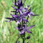 Rare Hardy Marsh Felwort Swertia perennis - 15 Seeds