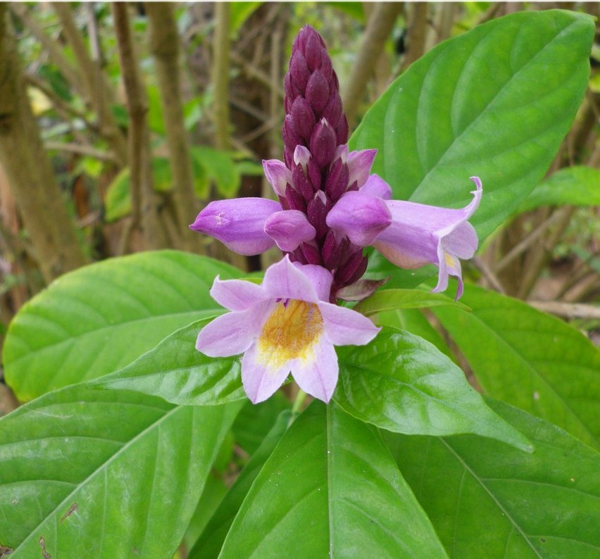 Scarce Tropical Lavender Tic Tic Phlogacanthus turgidus - 15 Seeds