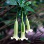 Caribbean Bellflower Cubanola Portlandia domingensis Rare - 10 Seeds