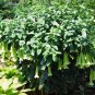 Caribbean Bellflower Cubanola Portlandia domingensis Rare - 10 Seeds