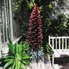 Tajinaste Rojo Tower of Jewels Echium wildpretii - 20 Seeds