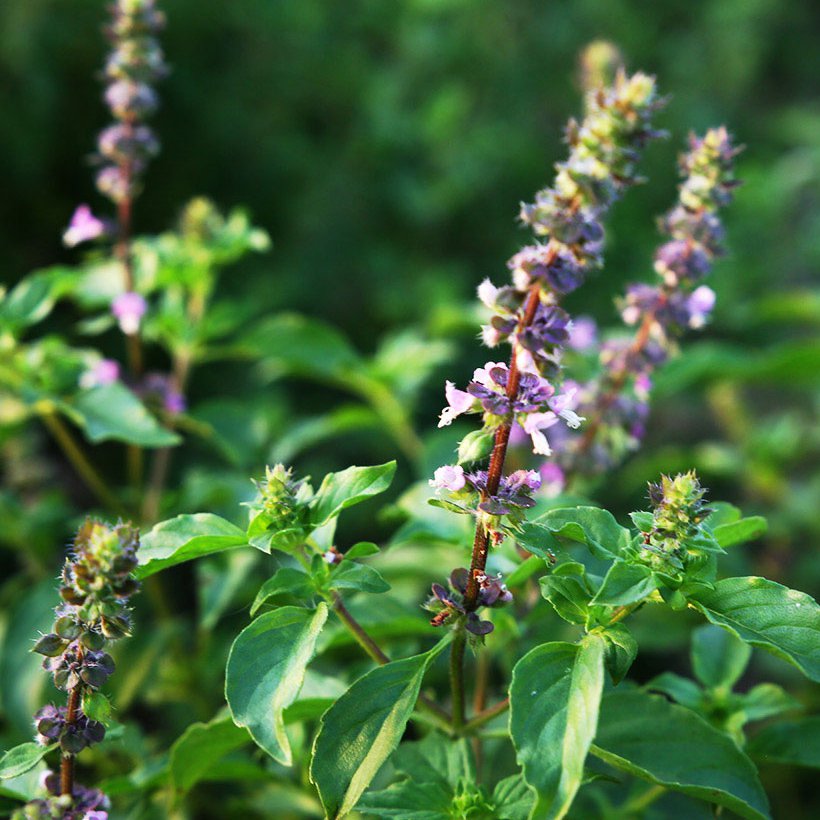 Organic Tulsi Tulasi Holy Basil Ocimum sanctum - 100 Seeds