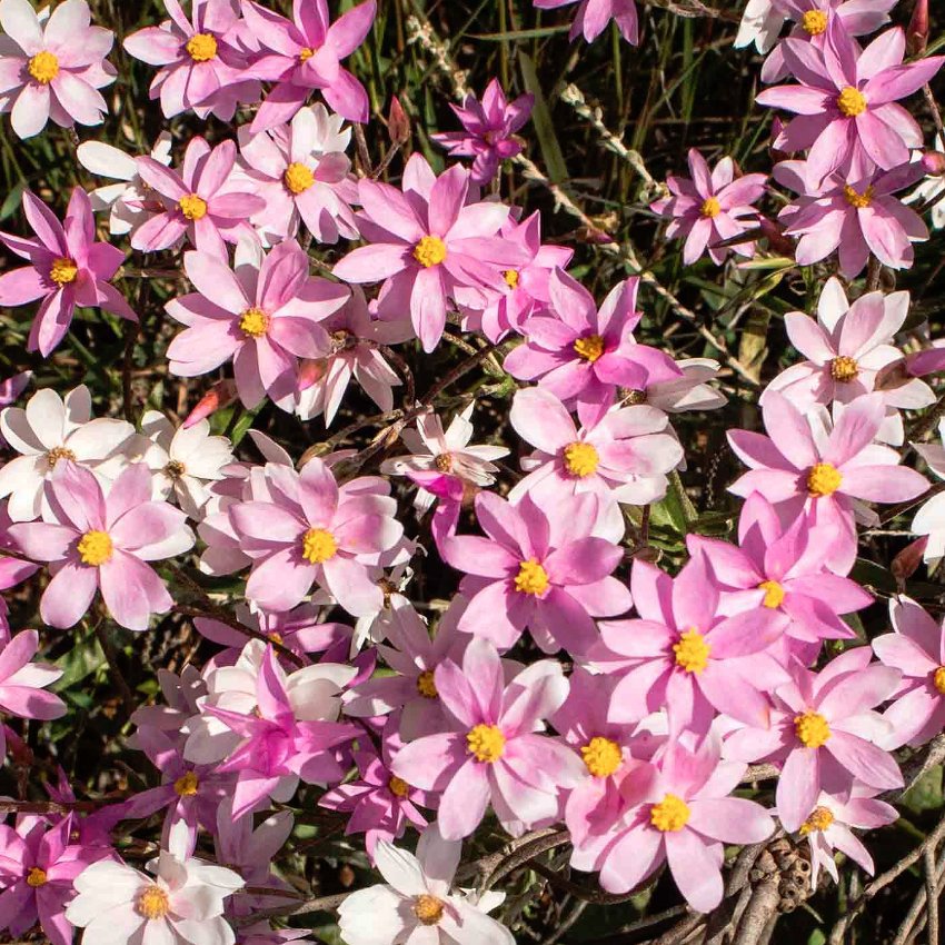 Unusual Everlasting Pink Cluster Star Schoenia cassiniana - 10 Seeds