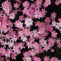 Unusual Everlasting Pink Cluster Star Schoenia cassiniana - 10 Seeds