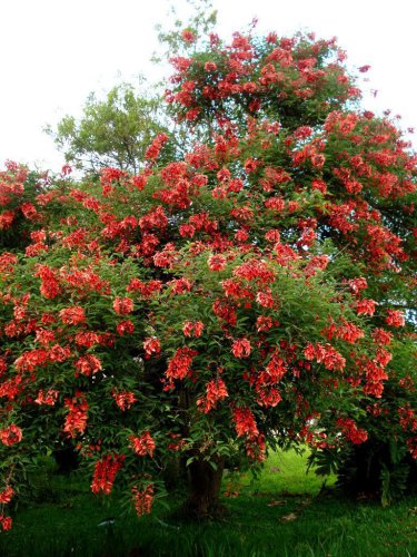 Rare Cry Baby Cockspur Erythrina crista galli - 5 Seeds