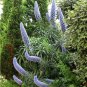 Blue Pride of Madeira Echium fastuosum - 40 Seeds