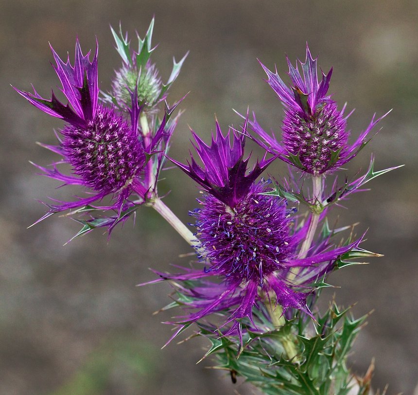 Purple Leavenworth's Eryngo Unique Eryngium leavenworthii 20 Seeds