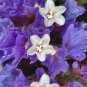 Purple Sea Lavender Perez's Limonium perezii - 20 Seeds