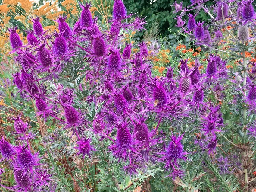 Showy Purple Leavenworth's Eryngo Unique Eryngium leavenworthii 20 Seeds