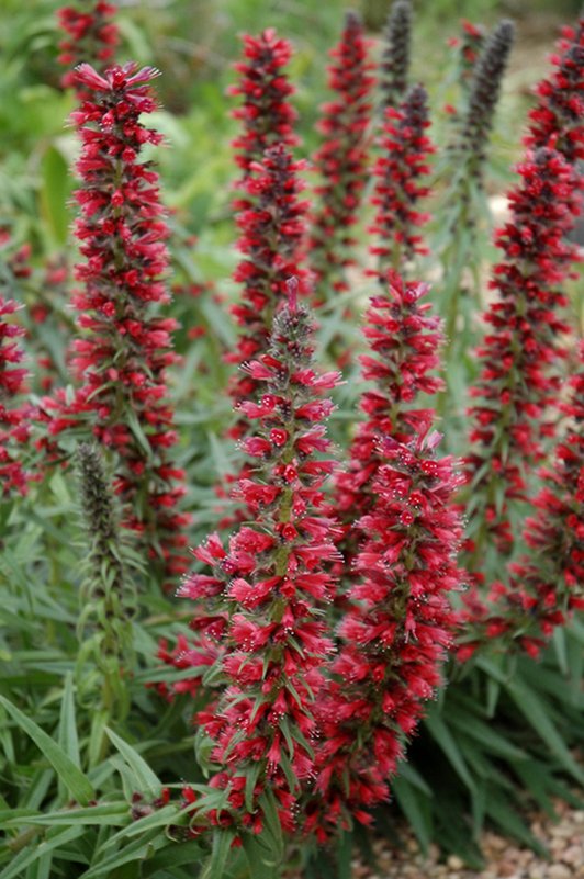 Hardy Echium 'Red Feathers' Echium amoenum - 20 Seeds