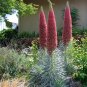 Unique Red Tower of Jewels Echium wildpretii - 20 Seeds