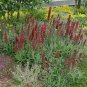 Hardy Echium 'Red Feathers' Echium amoenum  - 20 Seeds