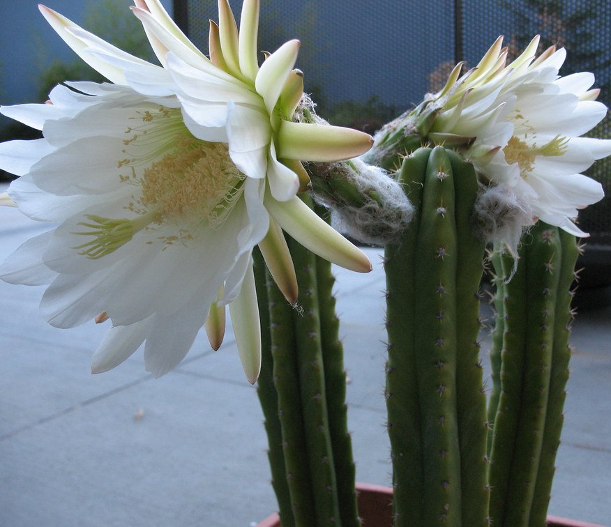 Cold Hardy Column Cactus San Pedro Trichocereus Pachanoi ...
