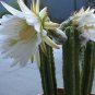 Cold Hardy Column Cactus San Pedro Trichocereus Pachanoi - 15 Seeds