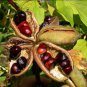 Hardy Chinese Peony Paeonia lactiflora - 5 Seeds