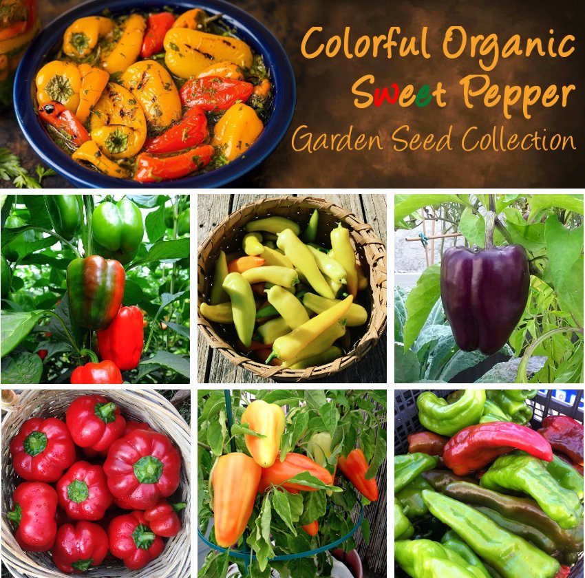 Sweet Rainbow Bell Pepper Seeds Collection 6 Varieties