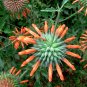 Orange Lion's Ear Leonotis nepetifolia - 20 Seeds