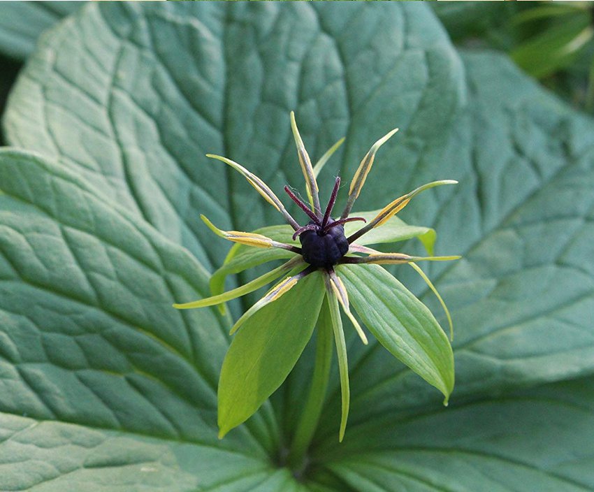 Herb Paris Rare Paris quadrifolia - 15 Seeds
