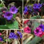 Rare Lungwort Soldiers and Sailors Pulmonaria officinalis - 25 Seeds
