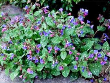 Rare Lungwort Soldiers and Sailors Pulmonaria officinalis - 25 Seeds