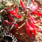 Red Cancerbush Lessertia Sutherlandia frutescens - 10 Seeds