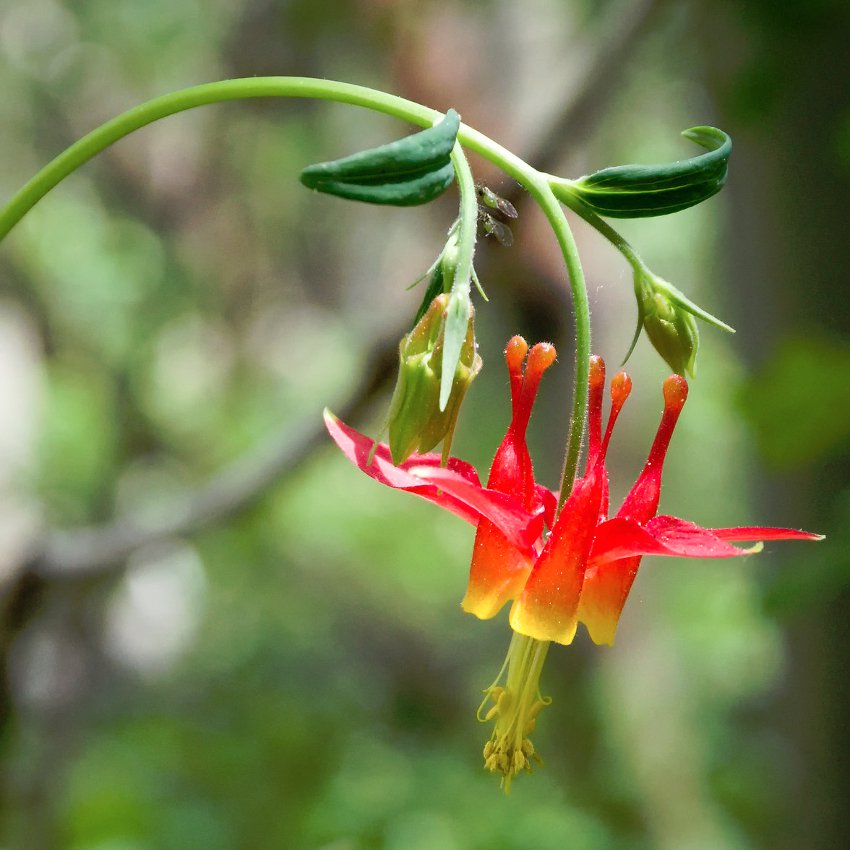 Wild Western Crimson Red Columbine Aquilegia formosa - 30 Seeds