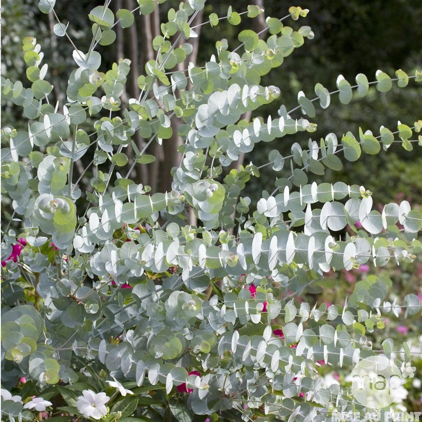 Floral Silver Dollar Gum Eucalyptus cinerea - 30 Seeds