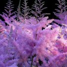 Pink Astilbe False Spirea Astilbe chinensis - 50 Seeds