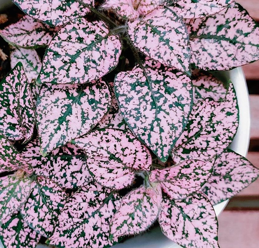 Polka Dot Plant Mix Hypoestes phyllostachya - 20 Seeds