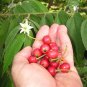 Cotton Candy Berry Aratiles Kerson Fruit Muntingia Calabura - 25 Seeds