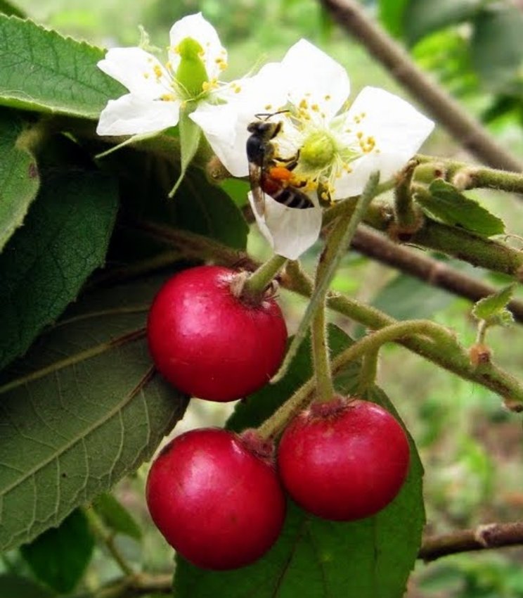Cotton Candy Berry Aratiles Kerson Fruit Muntingia Calabura 25 Seeds