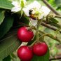 Cotton Candy Berry Aratiles Kerson Fruit Muntingia Calabura - 25 Seeds