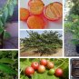 Strawberry Tree Aratiles Kerson Fruit Muntingia Calabura - 25 Seeds
