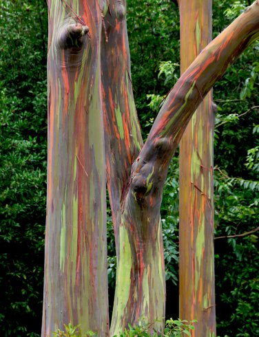 Rainbow Gum Tree Mindanao Eucalyptus deglupta - 40 Seeds