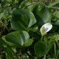 Hardy Wild Calla Lily White Calla palustris - 30 Seeds