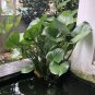 White Water Calla Lily Calla palustris - 30 Seeds